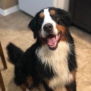 Meet your Posher, Kurtis